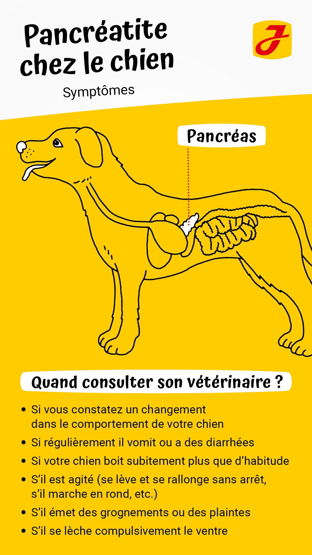 Pancréatite : comment la reconnaître votre chien et la soigner