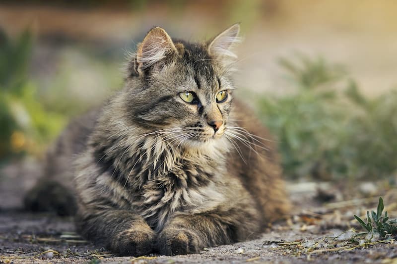 Vermifugation Du Chat Pourquoi Vermifuger Comment Quelle Frequence