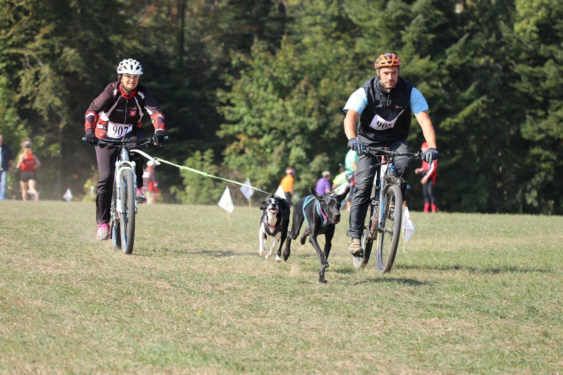 Cani-VTT : comment débuter cette activité en toute sécurité?