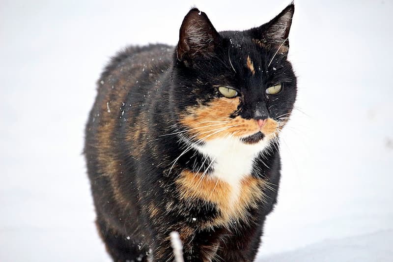 Boules De Poils Chez Les Chats