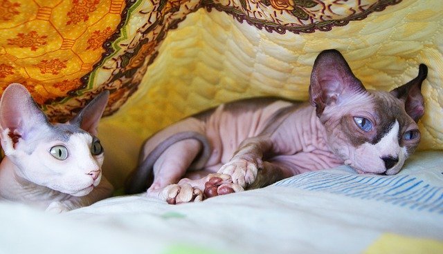 Chat Sans Poil Sphynx Donskoy Peterbald Josera