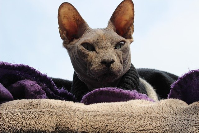 Chat Sans Poil Sphynx Donskoy Peterbald Josera Chat Sans Poil Sphynx Donskoy Peterbald Josera