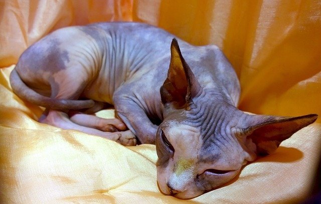 Chat Sphynx Origines Prix Caractere Josera