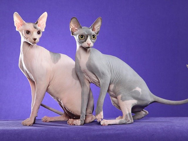 Chat Sphynx Origines Prix Caractere Josera