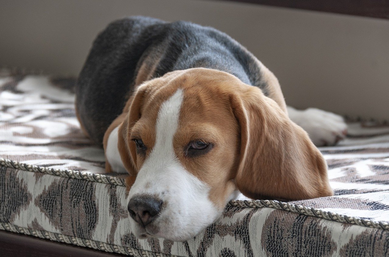  Chien  Beagle caract re dressage sant  et alimentation