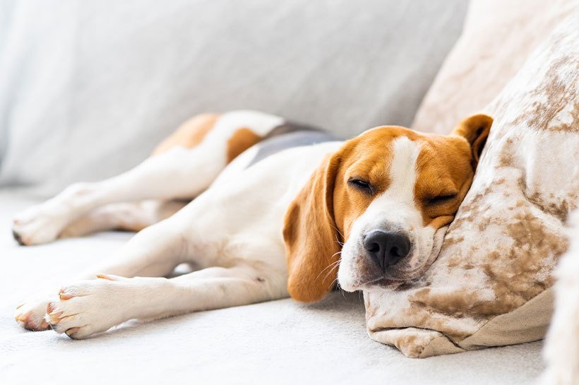 Chien de race Beagle en train de dormir sur le canapé