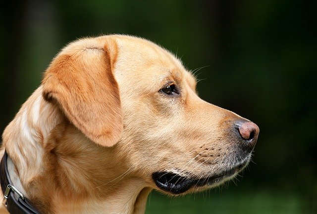 Smectite chien : son efficacité sur la diarrhée, et ses dangers !