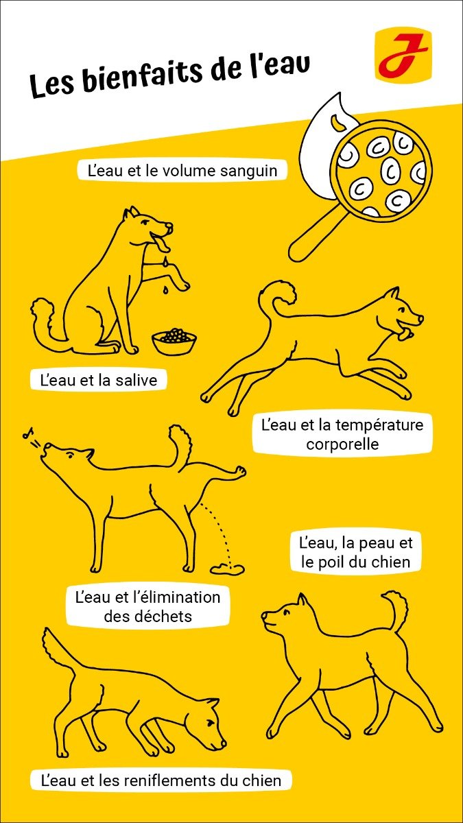 Mon chien boit trop d'eau : quelles sont les causes ?