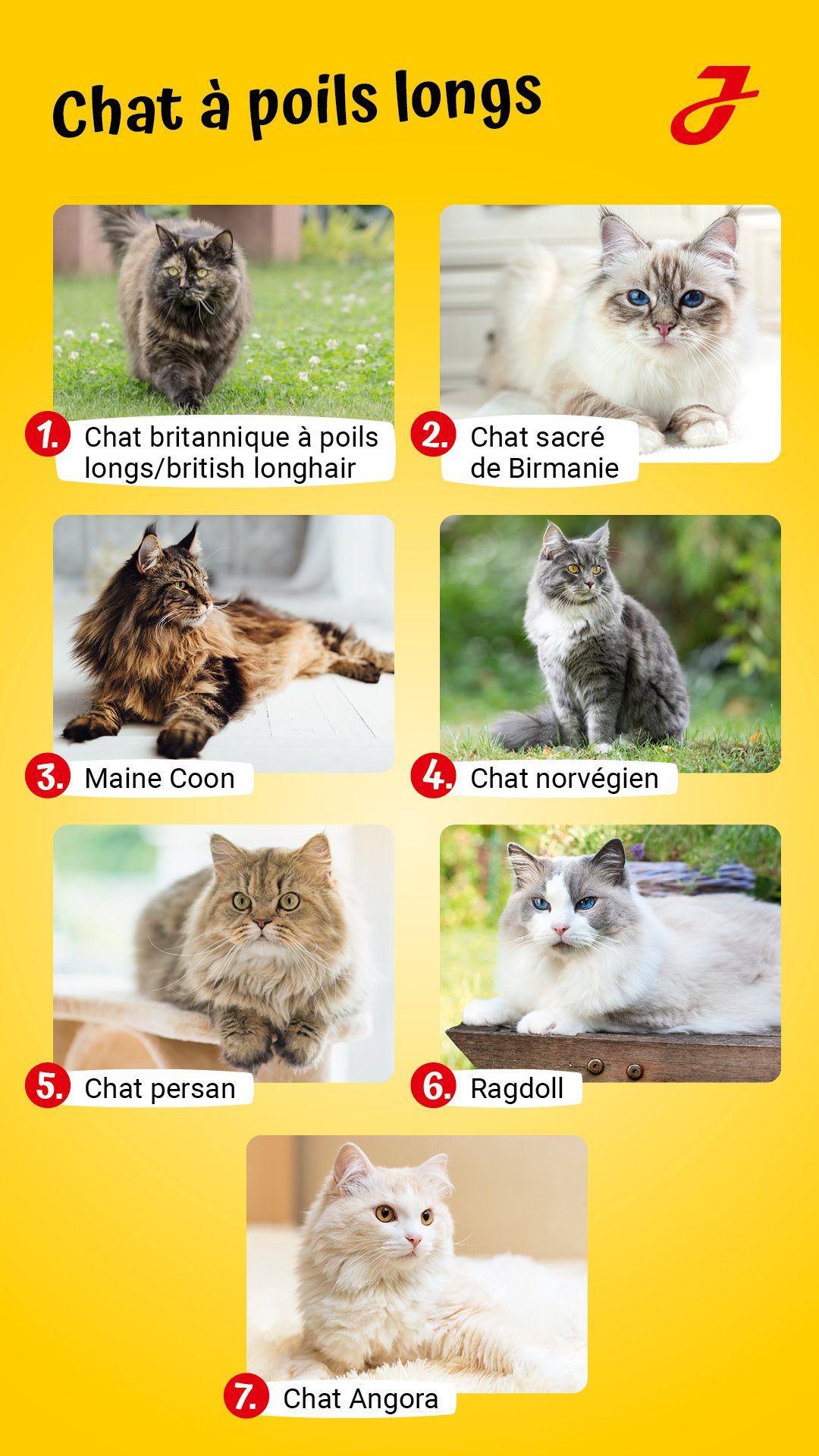 Chats A Poils Longs Quelle Race Est Faite Pour Vous Chats A Poils Longs Quelle Race Est Faite Pour Vous