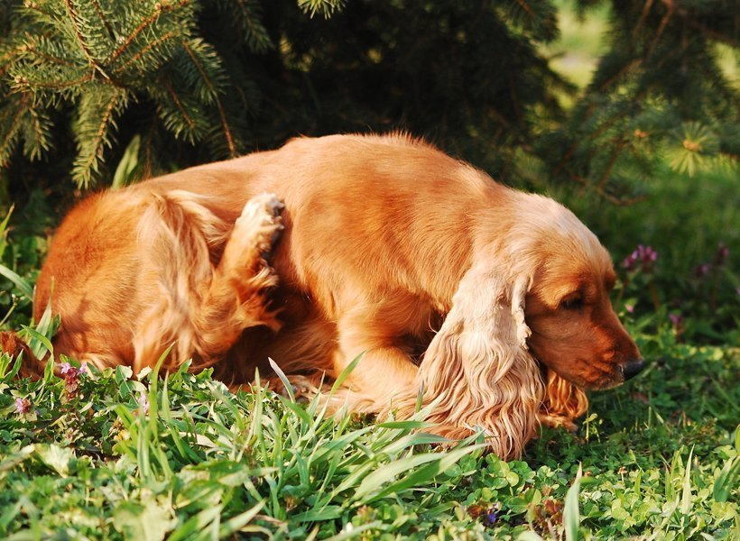 Un cocker anglais allongé dans l'herbe