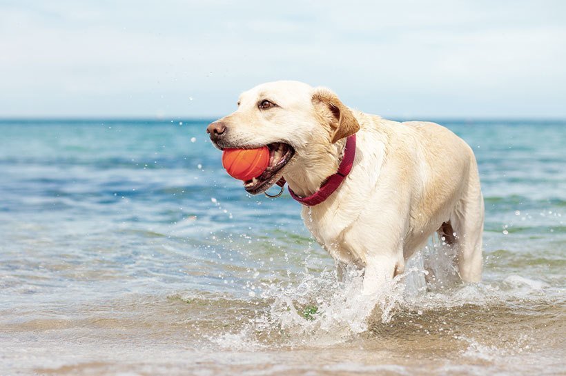Un chien avec une balle dans la bouche sortant de la mer