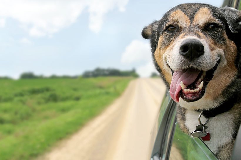 Chien en voiture qui sort la tête par la fenêtre