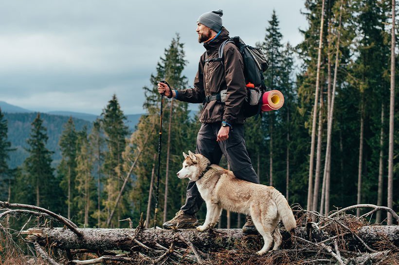 Un chien et son maître en randonnée dans la forêt