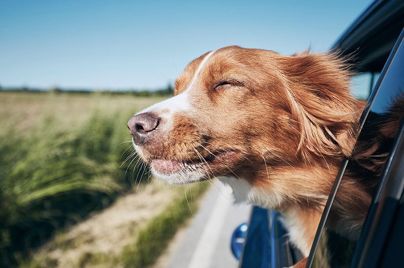 Un chien en voiture dont la tête est sortie par la fenêtre pour prendre l'air