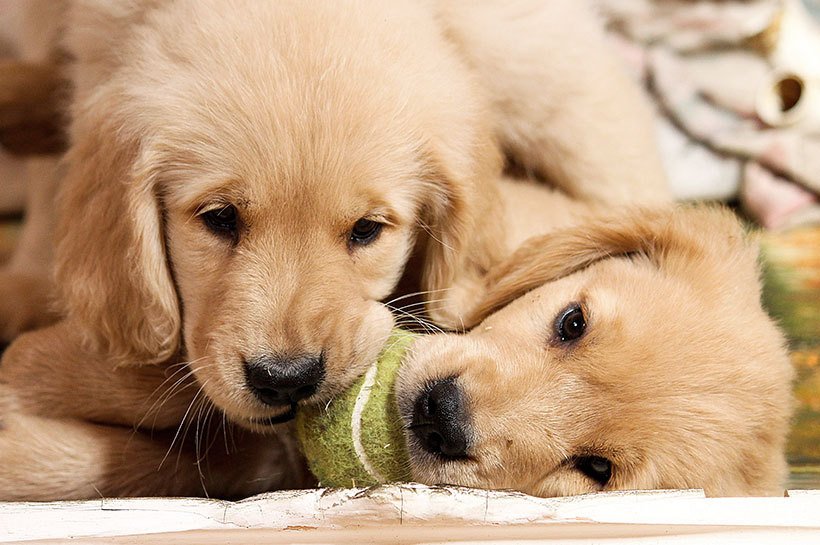 Deux adorables chiots golden retriever qui mâchouillent ensemble une balle de tennis