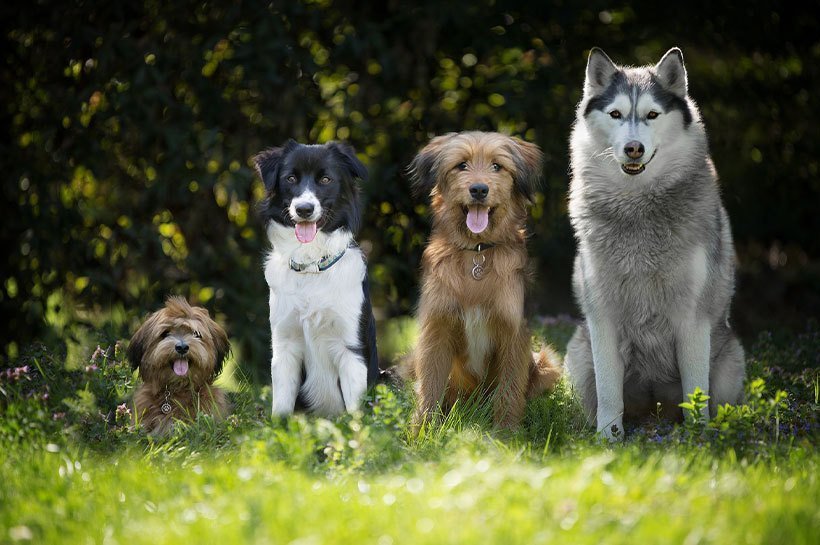 Chiens de différentes races alignés par taille