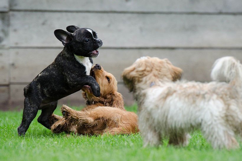 Chiots qui jouent ensemble à l'école du chiot