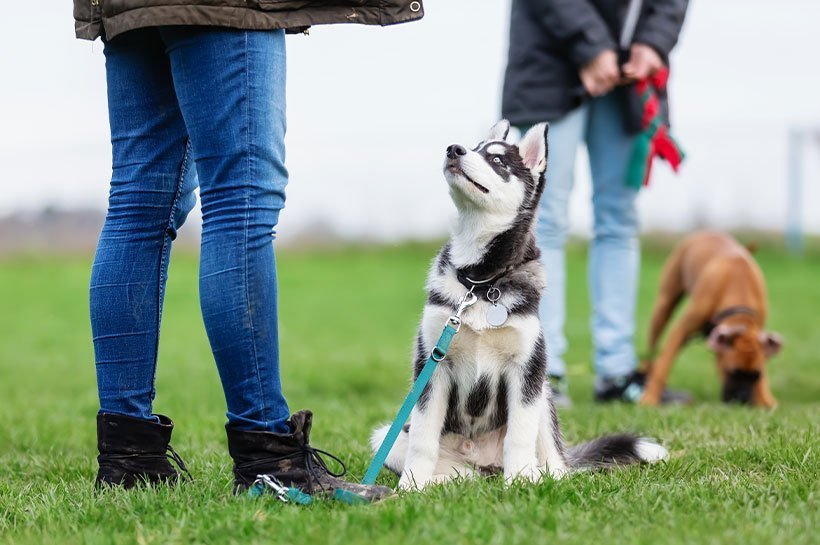 Chiot husky attentif lors d'un exercice à l'école du chiot