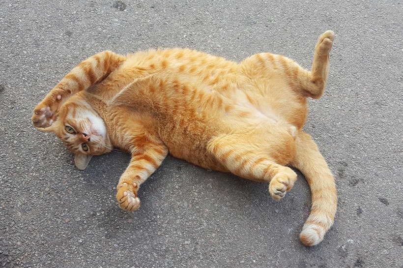 Un chat roux en surpoids est couché sur le dos. Chat en surpoids.