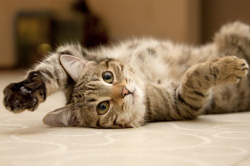 Un chat tigré avec de grands yeux est couché sur le dos. Chat obese.