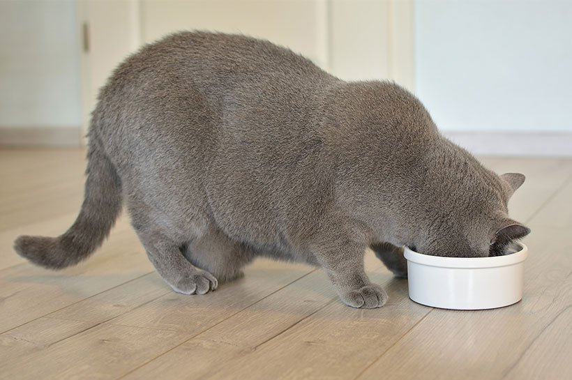 Un chat gris en surpoids mange dans une gamelle blanche.