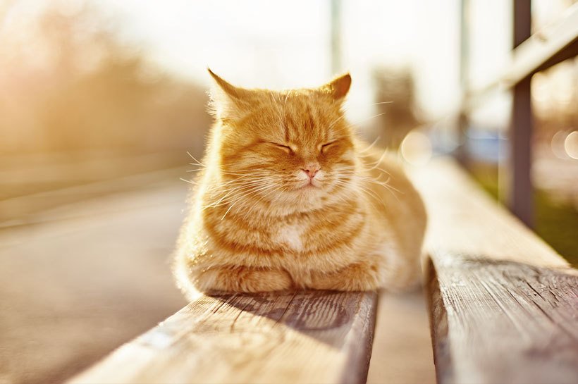 Un chat au pelage roux est allongé sur un banc au soleil, les yeux fermés, chat qui halète chaleur 