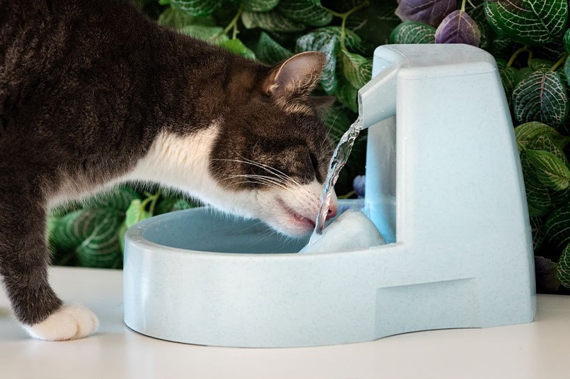Chat au corps foncé et au museau blanc boit de l'eau fraîche dans une fontaine à eau pour chats 