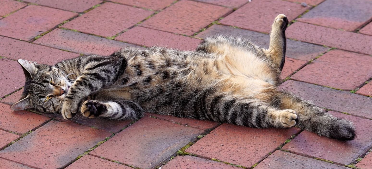 Chat heureux rayé qui se prélasse le ventre exposé sur des dalles extérieur 