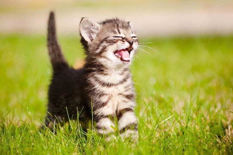 Un chaton tabby s'amuse dans un pré, nourriture pour chaton.