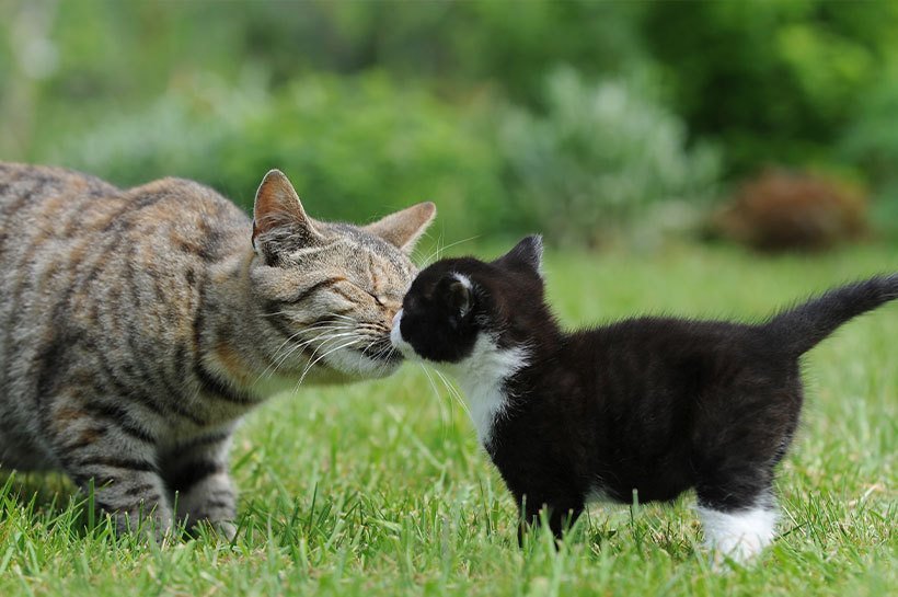 Un chat adulte tigré et un chaton noir et blanc se reniflent. Les deux chats sont dans un pré. Croquettes chaton