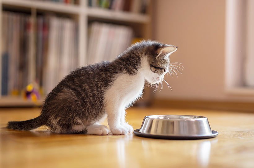 Un chaton assis dans un salon devant un bol, croquettes pour chaton