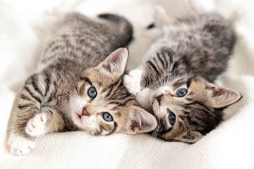 Deux chatons tigrés étendus sur une couverture blanche, alimentation chaton