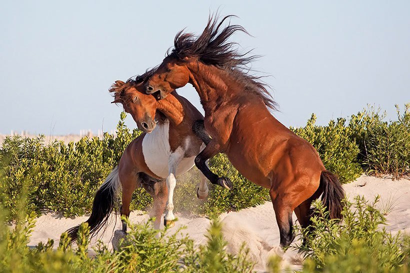 Un cheval en train de se cabrer et d'en mordre un autre