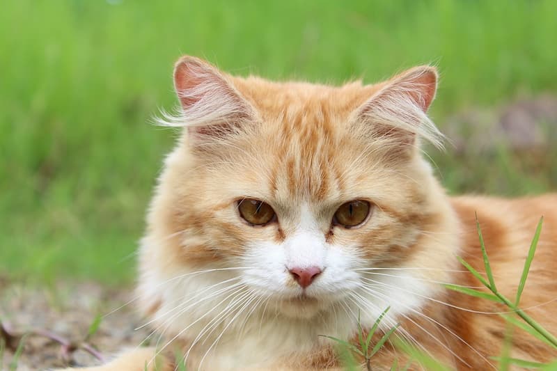 Chat Qui Vomit Que Faire