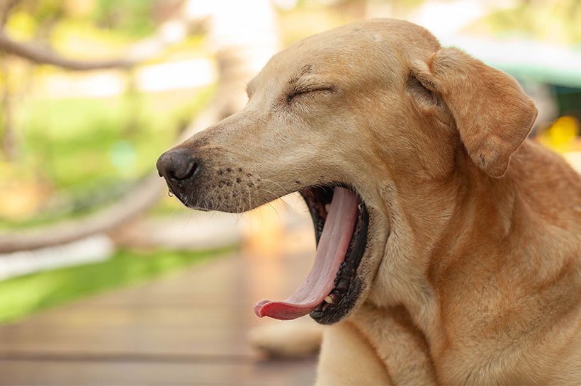 Un chien en train de bailler 