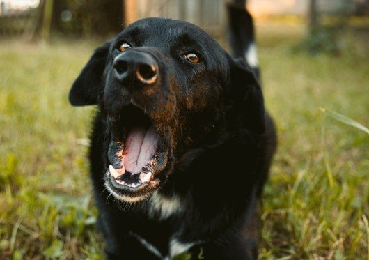 Un labrador noir avec la gueule ouverte dans un jardin