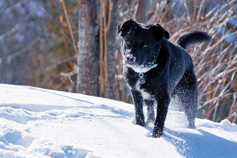 Chien dans la neige