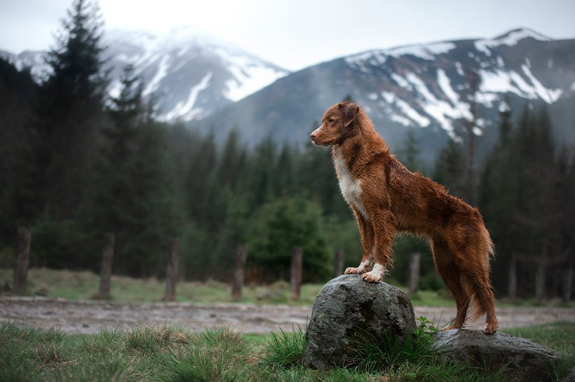 Chien qui observe lors d'une randonnée en montagne