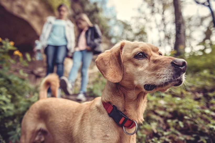 Chien en randonnée avec ses maîtres