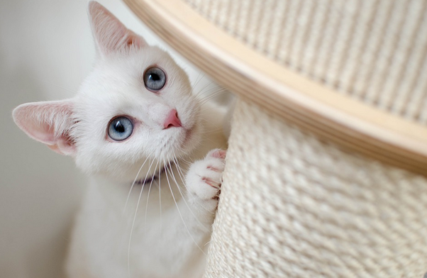chat blanc aux yeux bleus fait ses griffes sur le grattoir de son arbre a chat