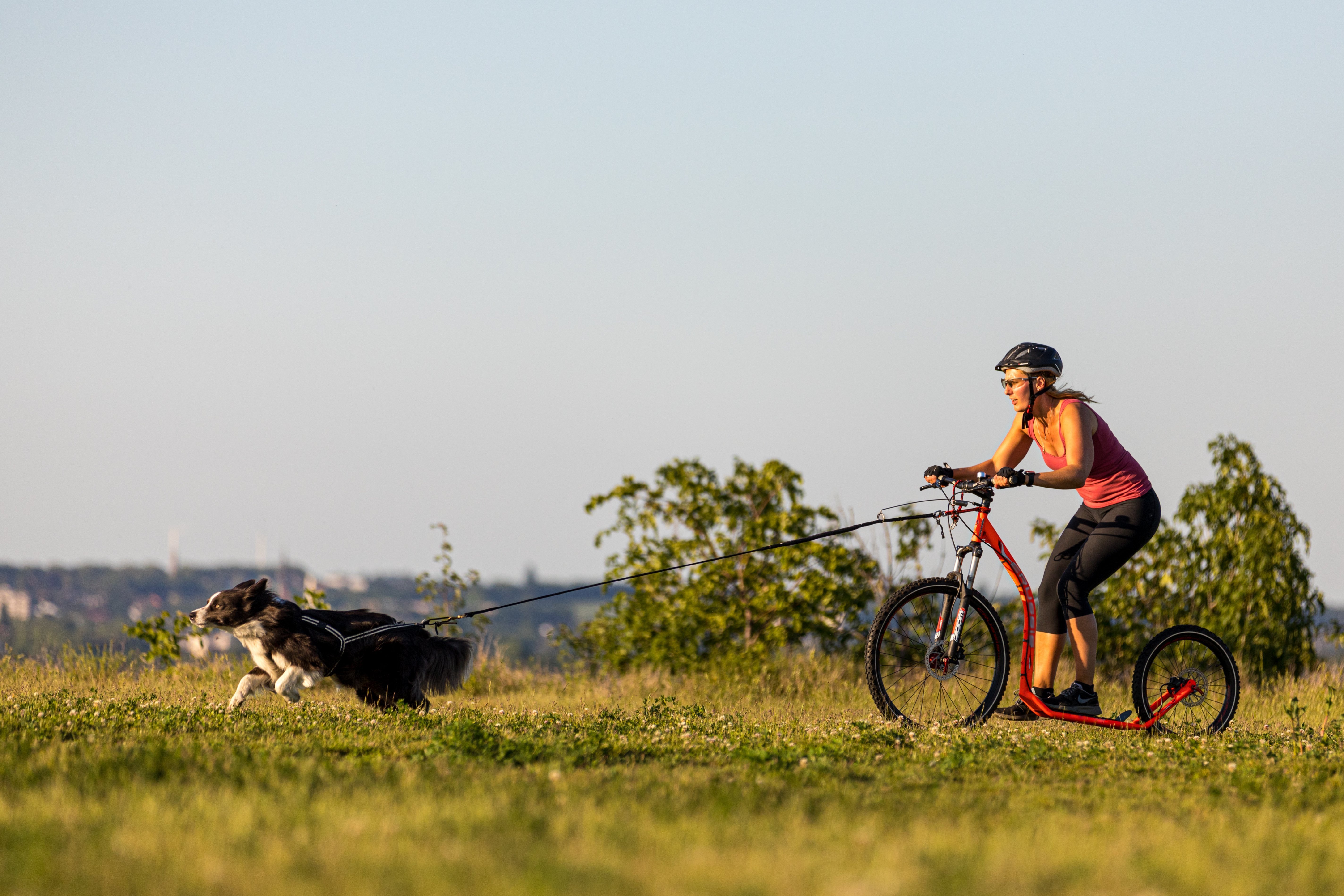 Chien border collie qui tracte une cani-trottinette