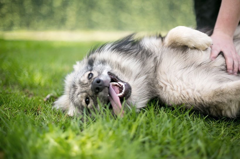 Chien allongé sur le dos dans l'herbe