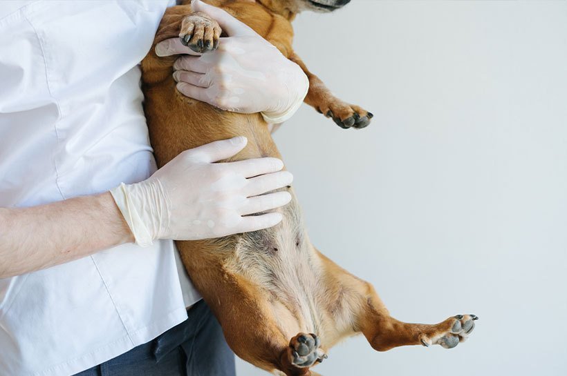 Chien dans les bras d'un vétérinaire