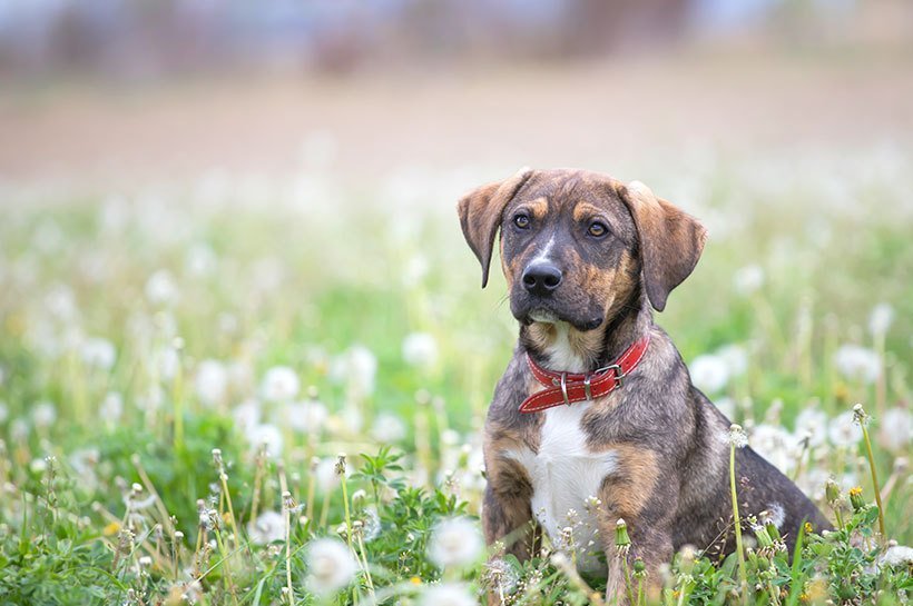 Un chien à l'air triste assis dans l'herbe