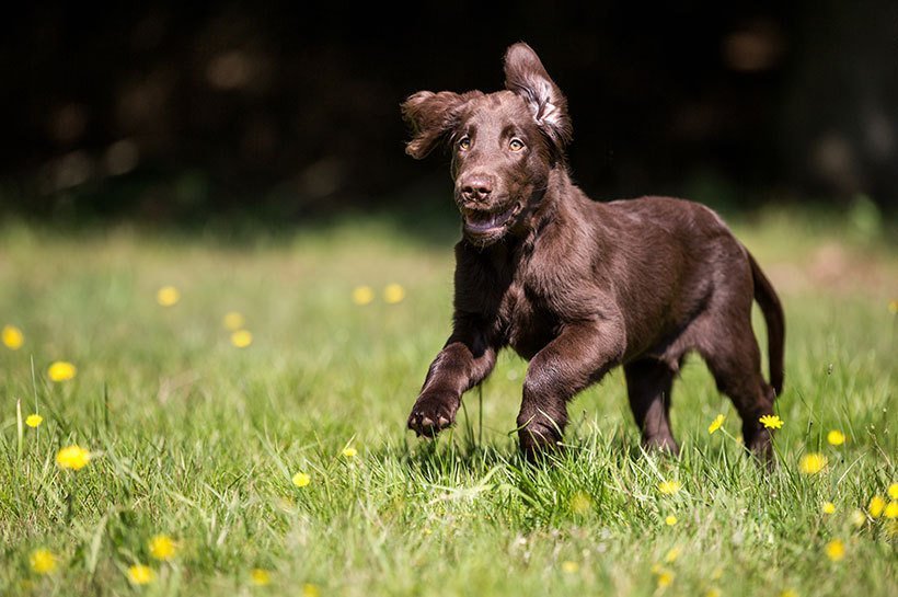 Un chien en train de courir dans une prairie