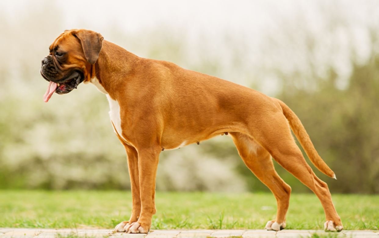 Un magnifique boxer chien fauve musclé