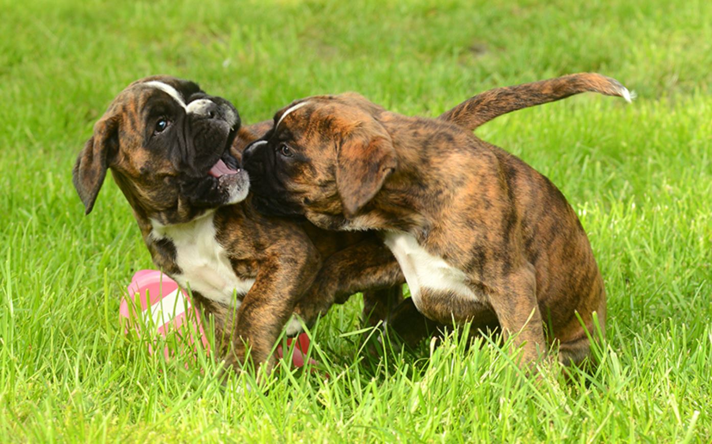 deux chiots boxer qui joue