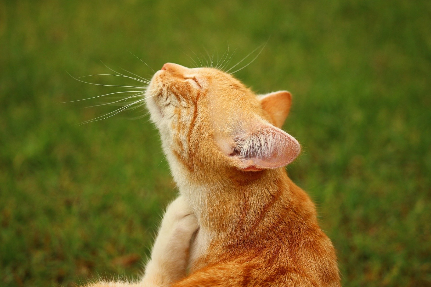 Chat roux sur l’herbe qui se gratte 