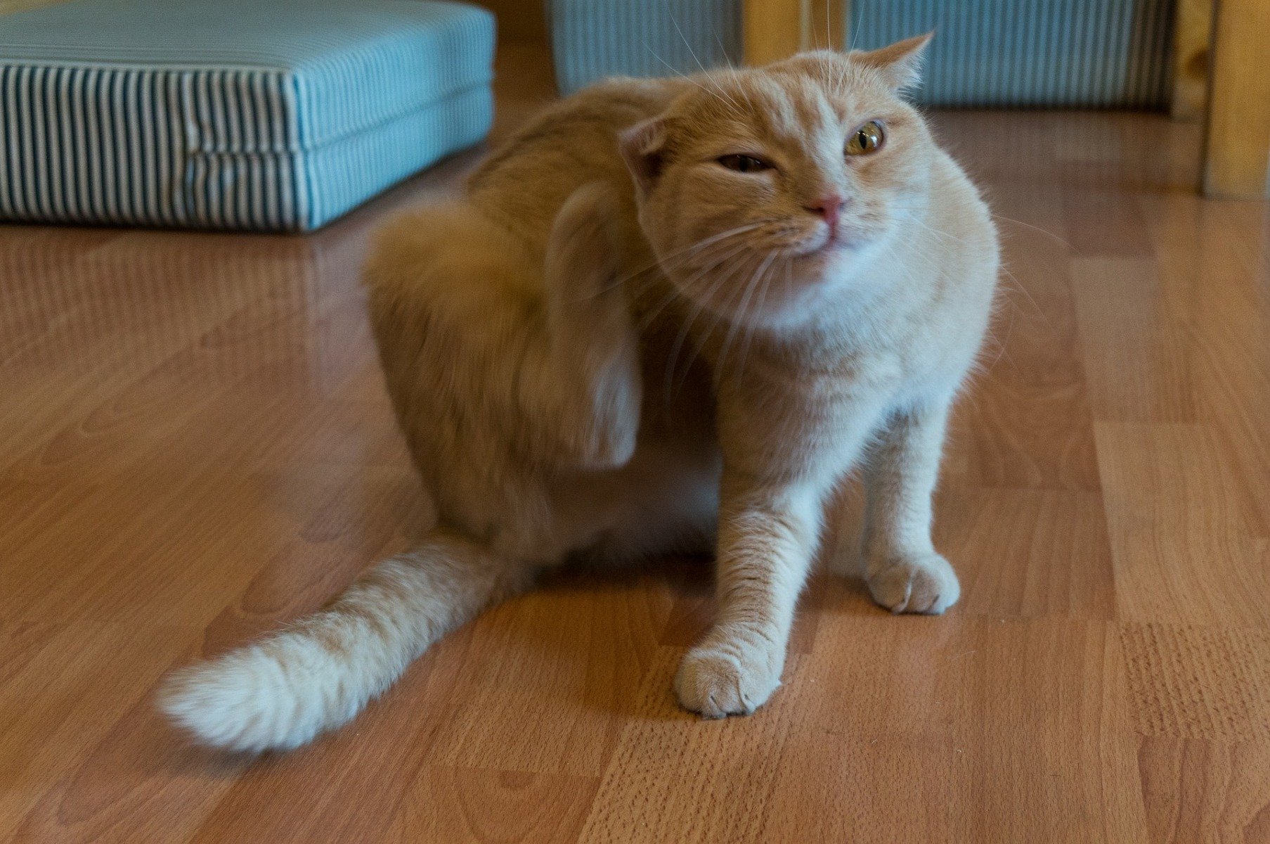 Chat roux sur un parquet qui se gratte