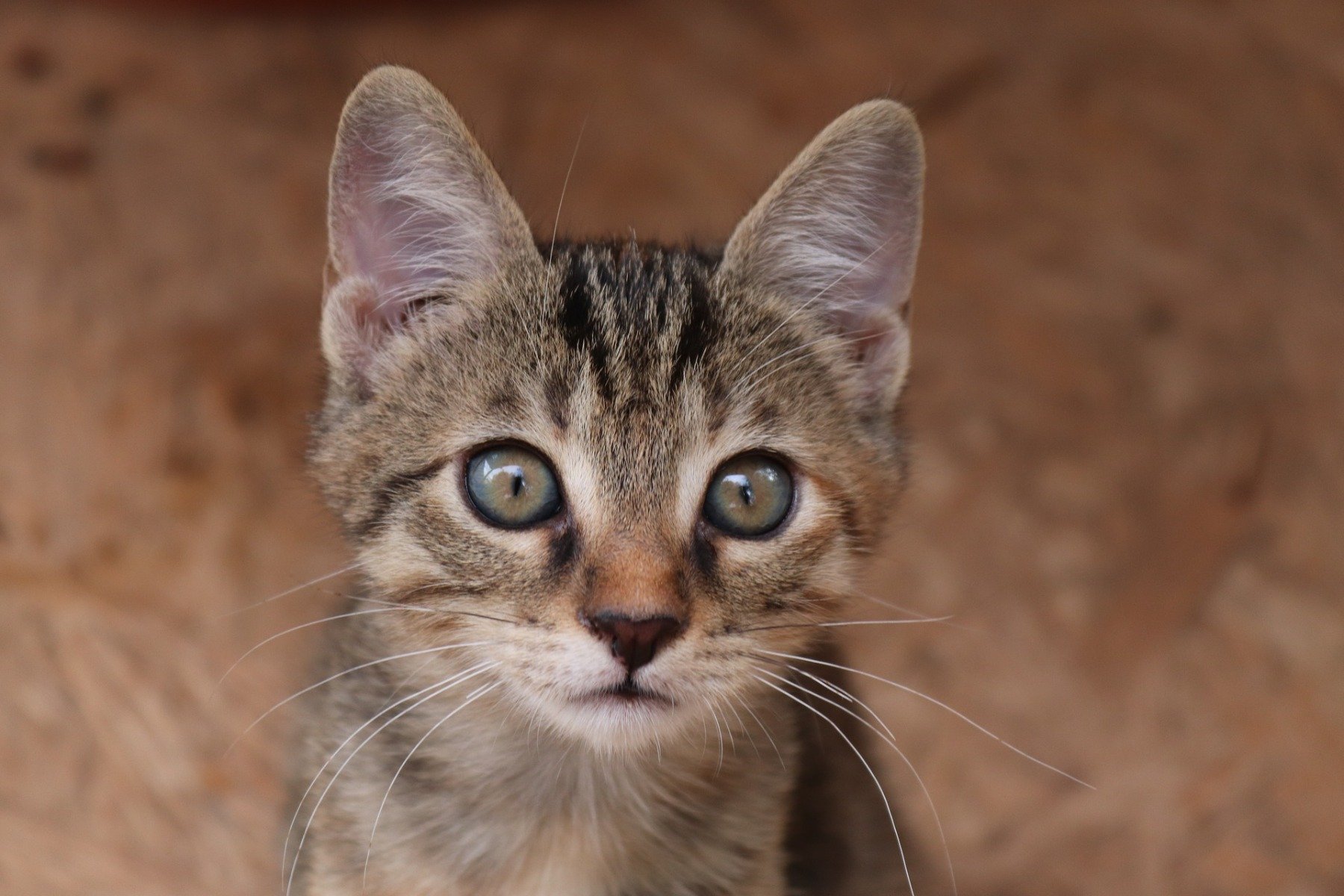 Tête de chaton européen, yeux jaunes bleu et oreilles dressés, sur fond flou